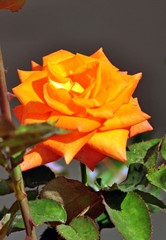 Orange rose on grey background