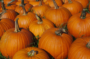 Halloween Kürbisse