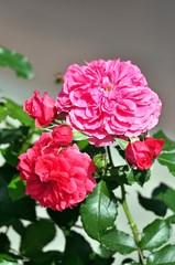 PINK roses on grey background