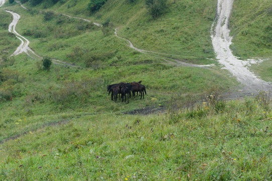 MouGreen lawn grass landscape in the caucasus mountains near kislowodsk with karachay horses, raw original picture