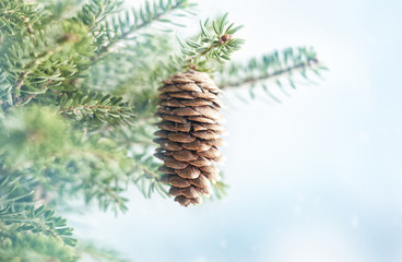 Christmas fir tree branches with pine cones on blurred blue background. Christmas and Winter concept.