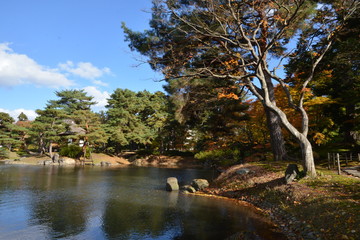 Fototapeta premium 紅葉