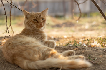 Naklejka na ściany i meble A tortured ginger cat is resting under a tree. The pet guards its territory. Home farm. Village house
