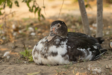 Portrait of a duck. A bird sits under a tree and rests. Poultry farm