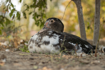 Obraz premium Portrait of a duck. A bird sits under a tree and rests. Poultry farm