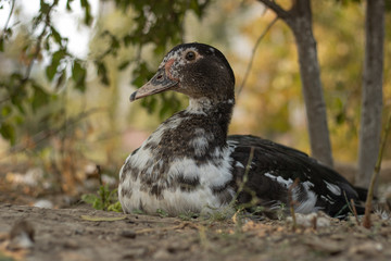 Portrait of a duck. A bird sits under a tree and rests. Poultry farm