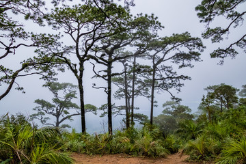Viewpoint and green fields in the rainy season at Doi Luang Tak, Tak Province,Thailand.