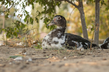 Portrait of a duck. A bird sits under a tree and rests. Poultry farm