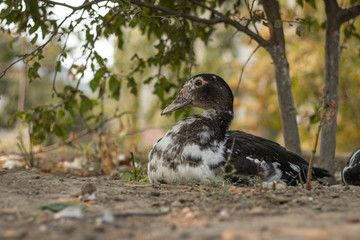 Fototapeta premium Portrait of a duck. A bird sits under a tree and rests. Poultry farm