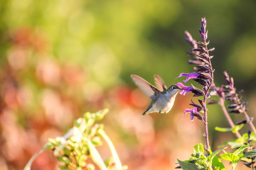 Portrait of a hummingbird on a sunny day with backlight 