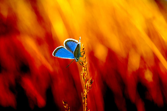 A Blue Butterfly Sits On A Field Grass At The Epicenter Of Burning Dry Grass In A Meadow.