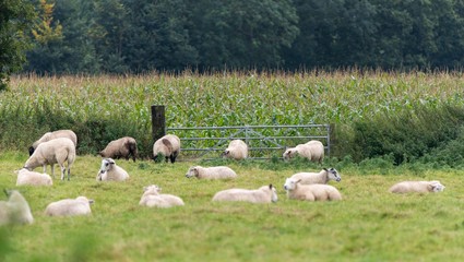 A photo of a Flock of Sheep in a field 