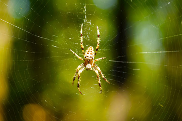 Spider - A Cross (Araneus diadematus) in a cobweb macro view. 