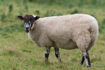 Obraz premium A close up photo of a Sheepin a field 