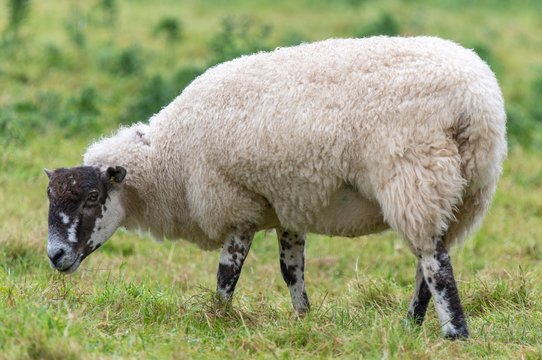 A close up photo of a Sheep in a field 