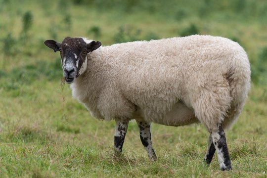 A close up photo of a Sheepin a field 