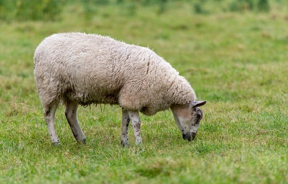 A close up photo of a Sheep in a field 