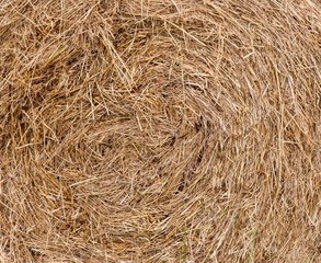 A close up photo of a Bale of hay in a field 