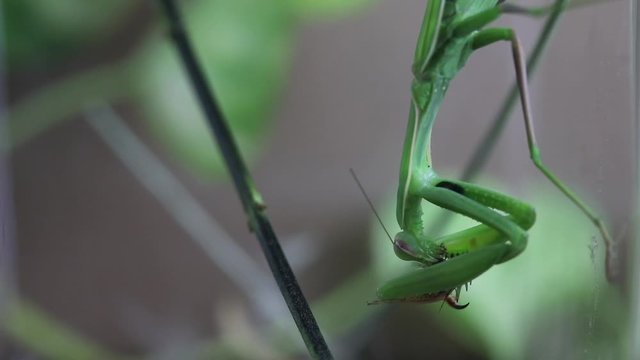 Una Mantide Religiosa a caccia delle sue prede