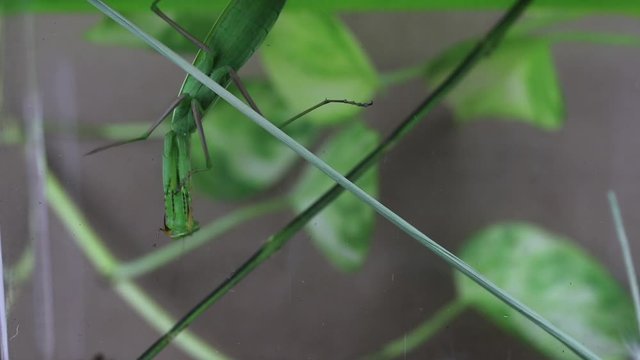 Una Mantide Religiosa a caccia delle sue prede