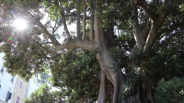 Giardino Reale del Palazzo dei Normanni a Palermo, Sicilia