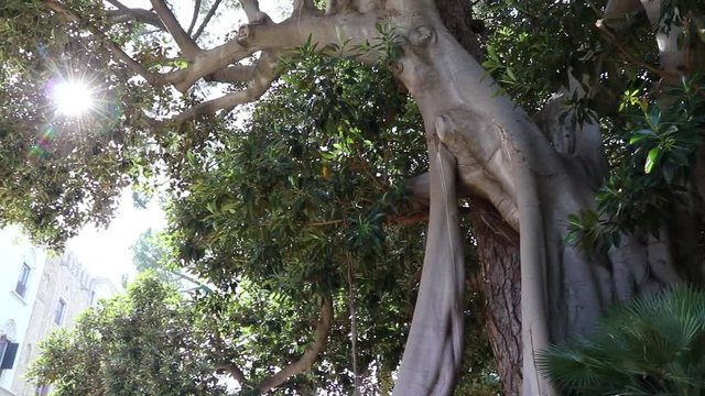 Giardino Reale del Palazzo dei Normanni a Palermo, Sicilia	