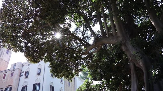 Giardino Reale del Palazzo dei Normanni a Palermo, Sicilia