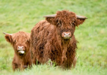 A close up photo of two young Highland Cows in a field 