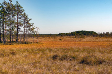 Yellow-green bright grass in the swamp, reserve 
