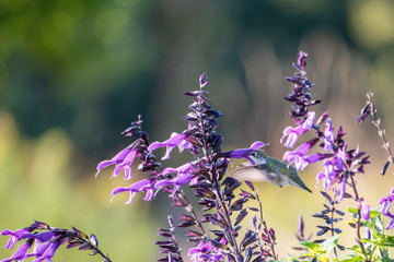 Portrait of a hummingbird on a sunny day with backlight 
