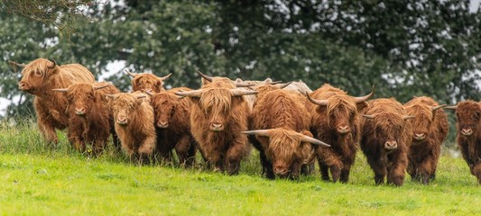 A close up photo of a herd of Highland Cows in a field  - obrazy, fototapety, plakaty