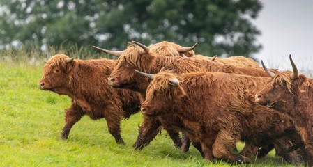 A close up photo of a herd of Highland Cows in a field 