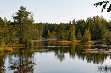 Forest lake with clear brown water on a sunny summer day