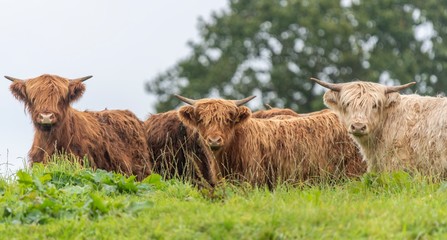 A close up photo of a herd of Highland Cows in a field 