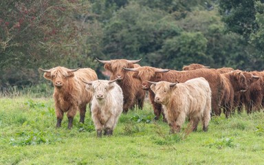 A close up photo of a herd of Highland Cows in a field 