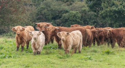 A close up photo of a herd of Highland Cows in a field 