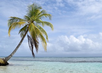 Fototapeta na wymiar Palm Tree on the Beach