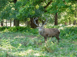 Male brown deer looking to the camera in Richmond park, London