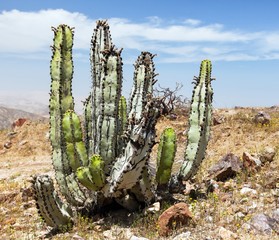 Cactus in desert landscape near Cerro Blanco, Nazca