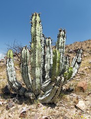 Cactus in desert landscape near Cerro Blanco, Nazca