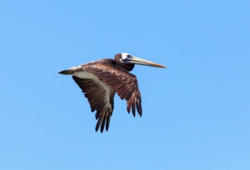 pelican flying bird on blue sky background