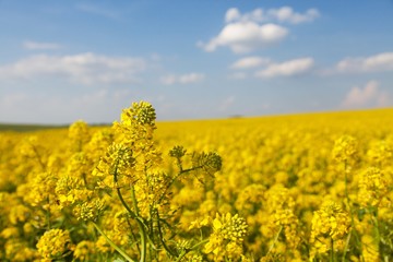 Rapeseed, canola or colza field in Latin Brassica Napus