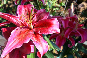 flower Suansiriphum Park Doi Inthanon in  Chiangmai  Thailand