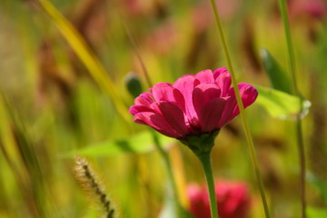 Obraz premium Pink flower on the meadow