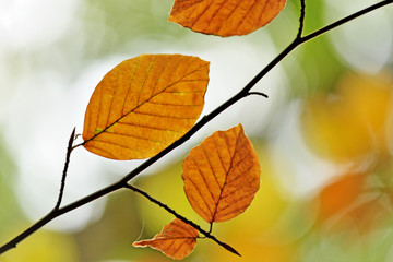 Autumn leaves. © Tomasz Warszewski
