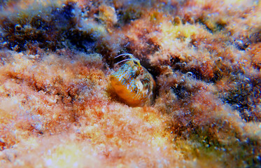 Ringneck Blenny – Parablennius pilicornis