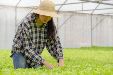 young asian woman farmer checking fresh green oak lettuce salad, organic hydroponic vegetable in greenhouse garden nursery farm, agriculture business, organic vegetable farm and healthy food concept
