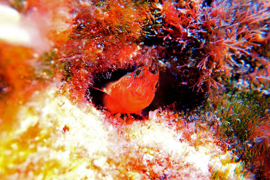Zvonimir's blenny mediterranean fish - (Parablennius zvonimiri)