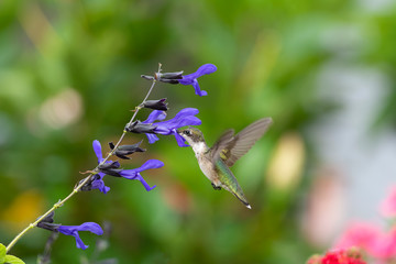 Beauty in the Garden