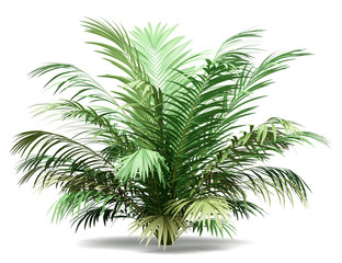 Fototapeta premium golden cane palm tree isolated on white background